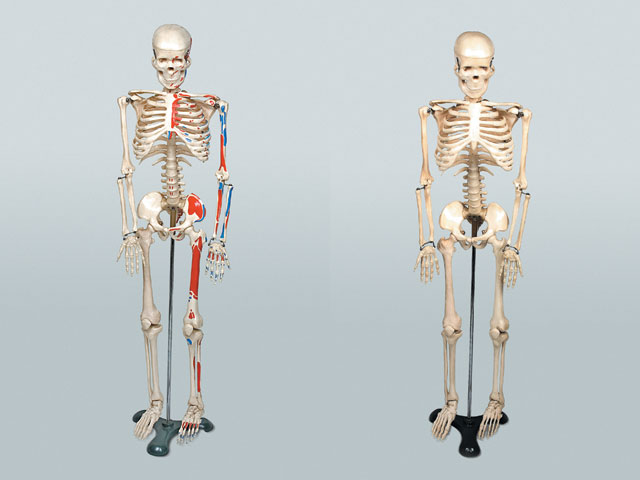 인체골격모형(중형)