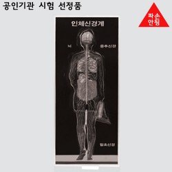 인체뇌척수신경계모형(포리카본재질)