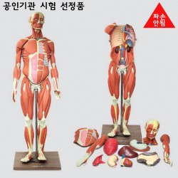 인체해부모형